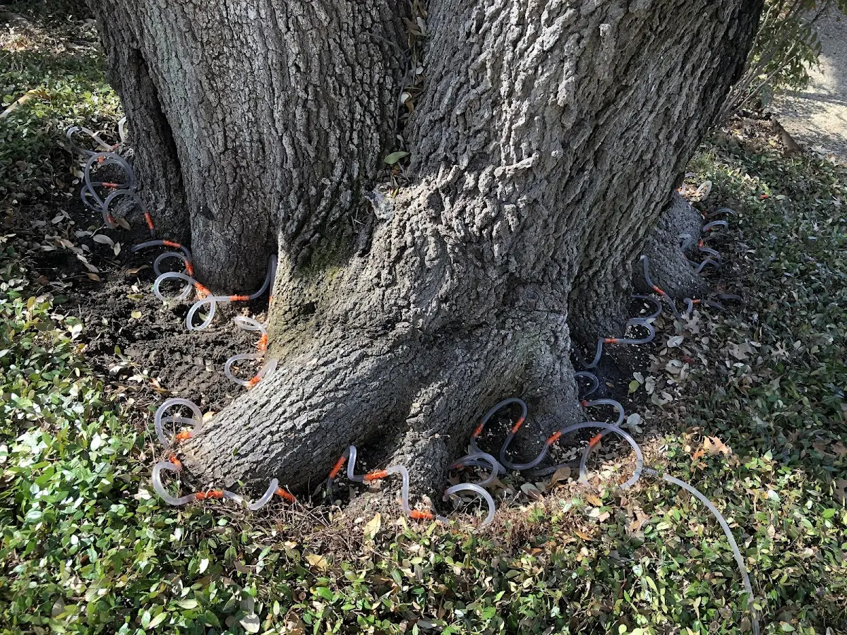 Detailed Tree Cabling and Bracing job site in Windsor