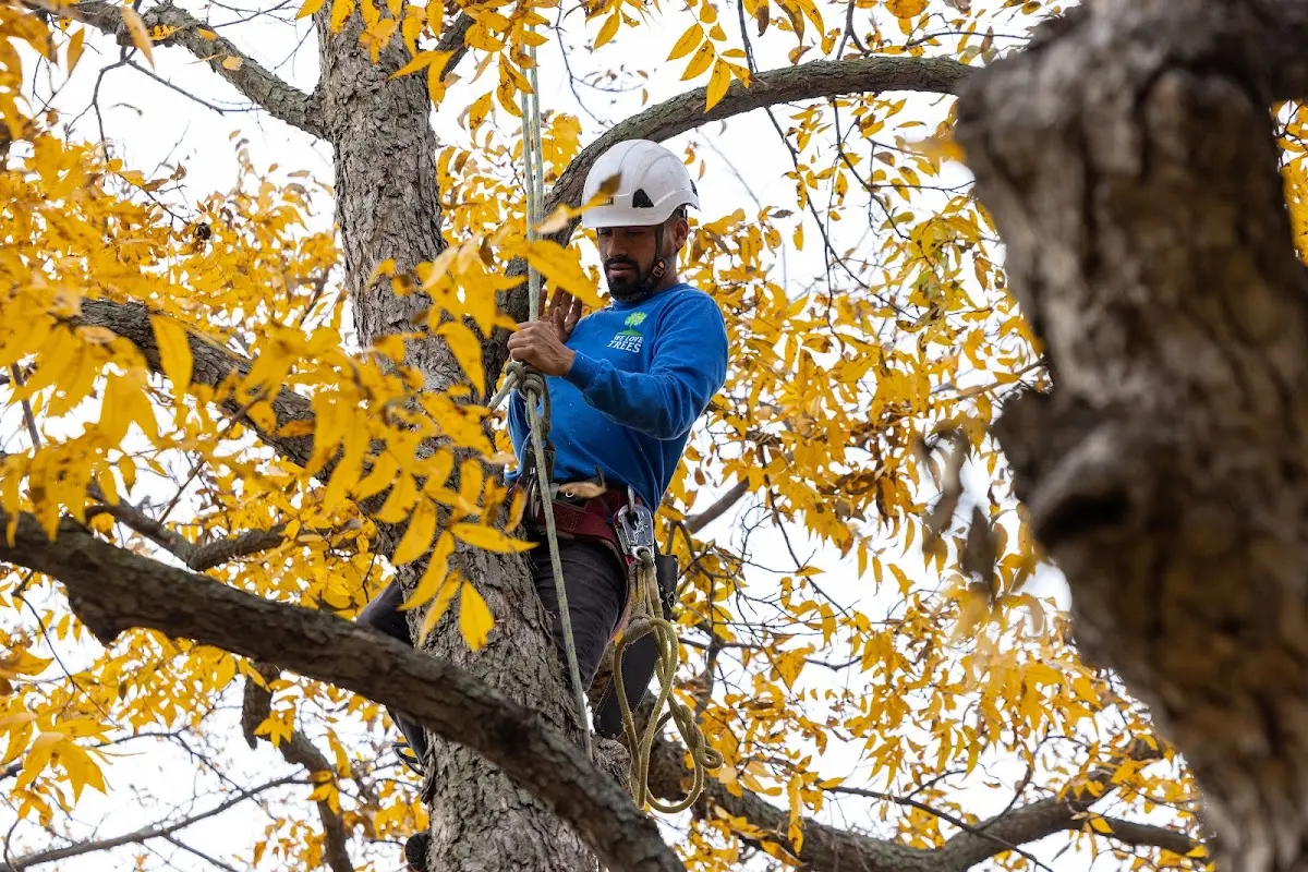 Skilled Storm Damage Cleanup crew working in Windsor